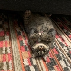 Fundraising Page: Sarah Hreyo